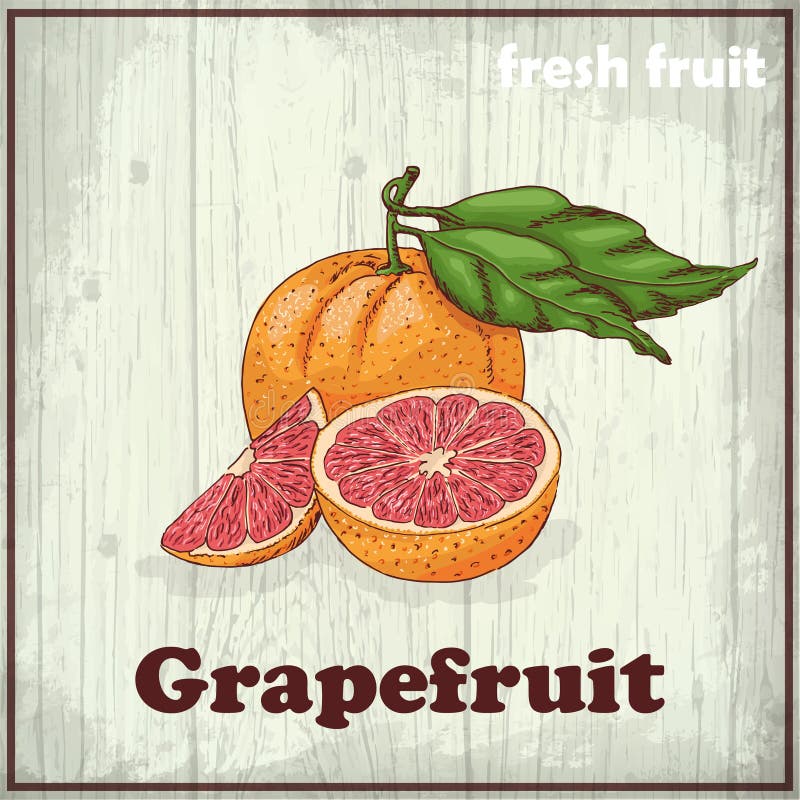 Fresh Fruit Sketch Background. Vintage Hand Drawing Illustration of a
