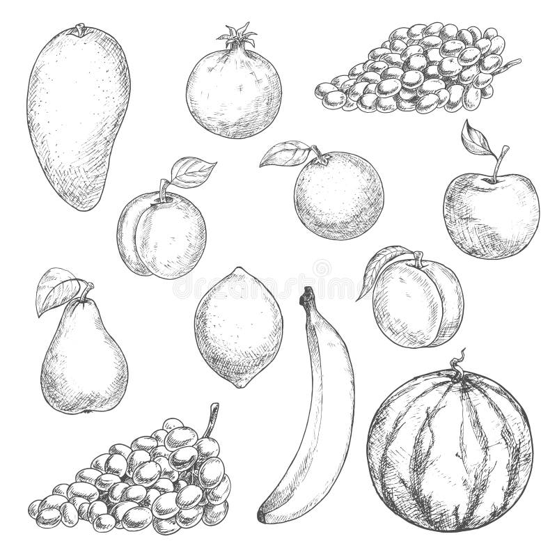 Fresh fruits sketches for food design