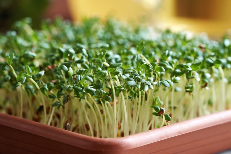 Fresh garden cress sprouts or microgreens growin in a container. Indoors