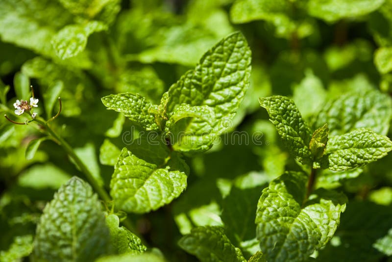 Fresh Mint Spearmint, Peppermint Stock Image Image of aromatic