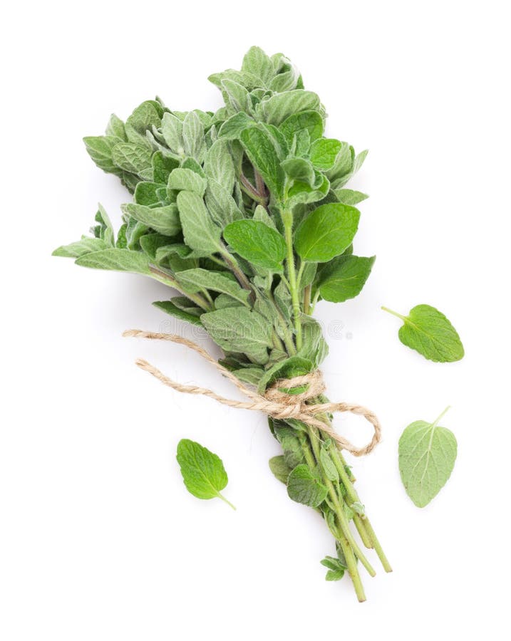 Fresh Sprig Of Oregano Herb Stock Image Image of flora, food 9370133