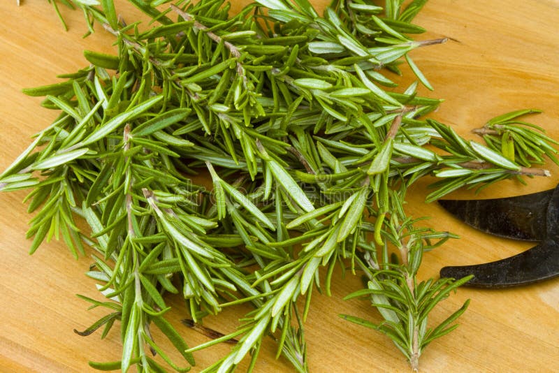 Fresh garden organic rosemary herb