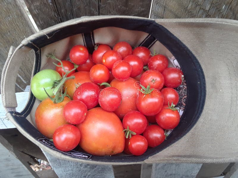 Fresh Garden Picked Tomatoes Stock Image Image of fresh, picked