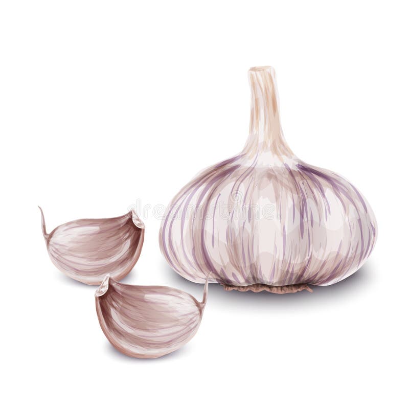 Fresh garlic isolated