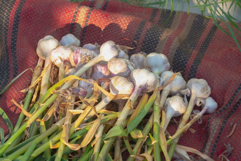 Fresh Garlic with Leaves is Dried Under the Sun on the Ground after