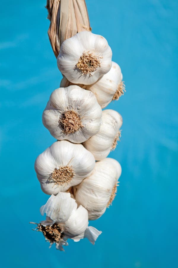 Fresh garlic plait