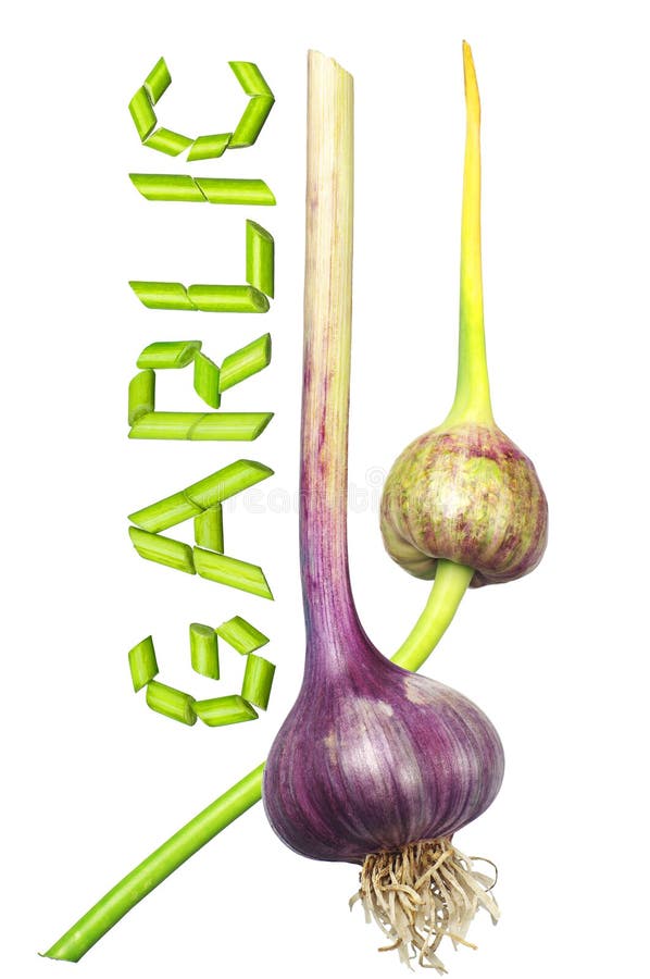 Garlic in word stock photo. Image of herb, spicy, garlic 63000050