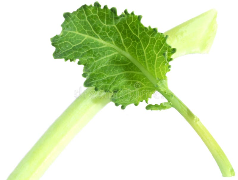 Fresh German Turnips Leaves Stock Photo Image of kohlrube, german