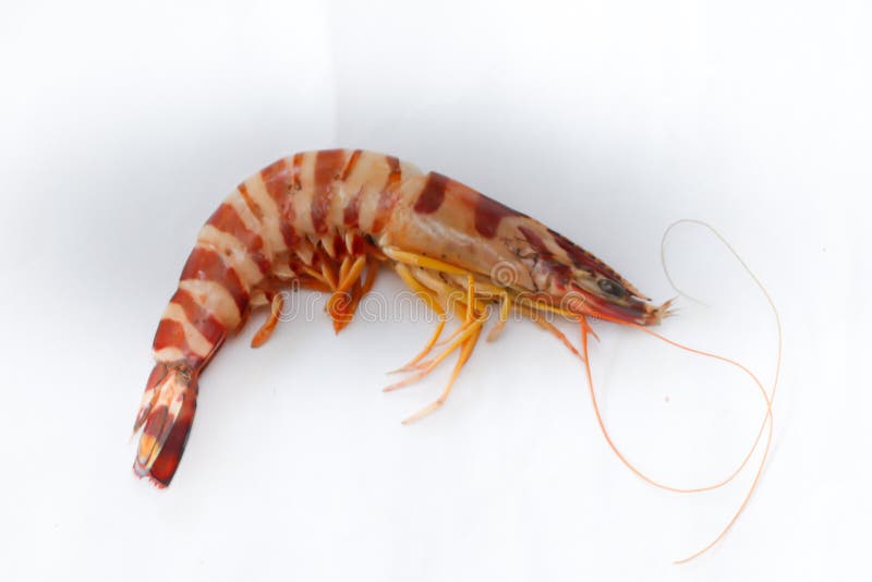 Fresh Giant Tiger Shrimp Decorated with Spices and Herbs on a Wooden