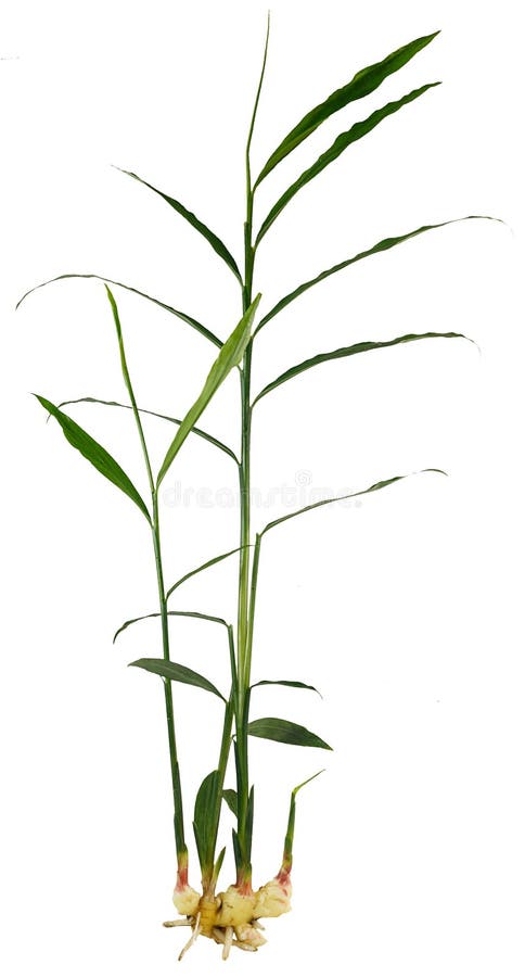 Fresh ginger plant stock photography