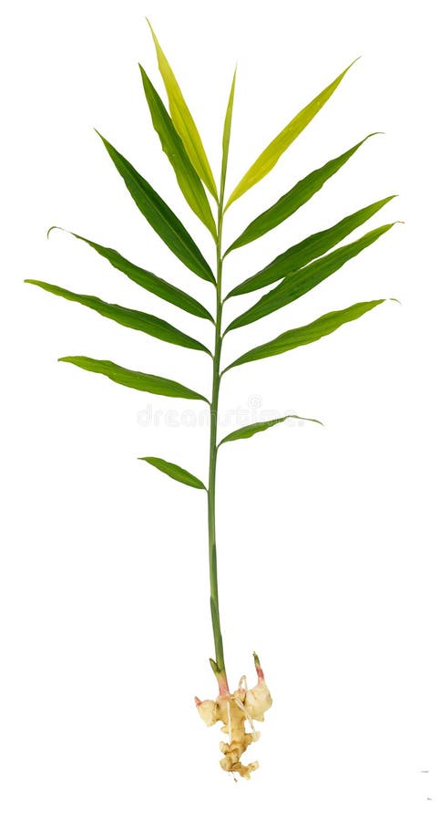 Fresh ginger plant isolated on white stock photo