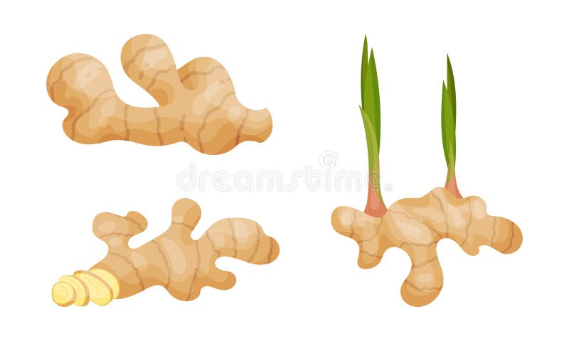 Fresh Ginger Rhizome as Fragrant Kitchen Spice Vector Set