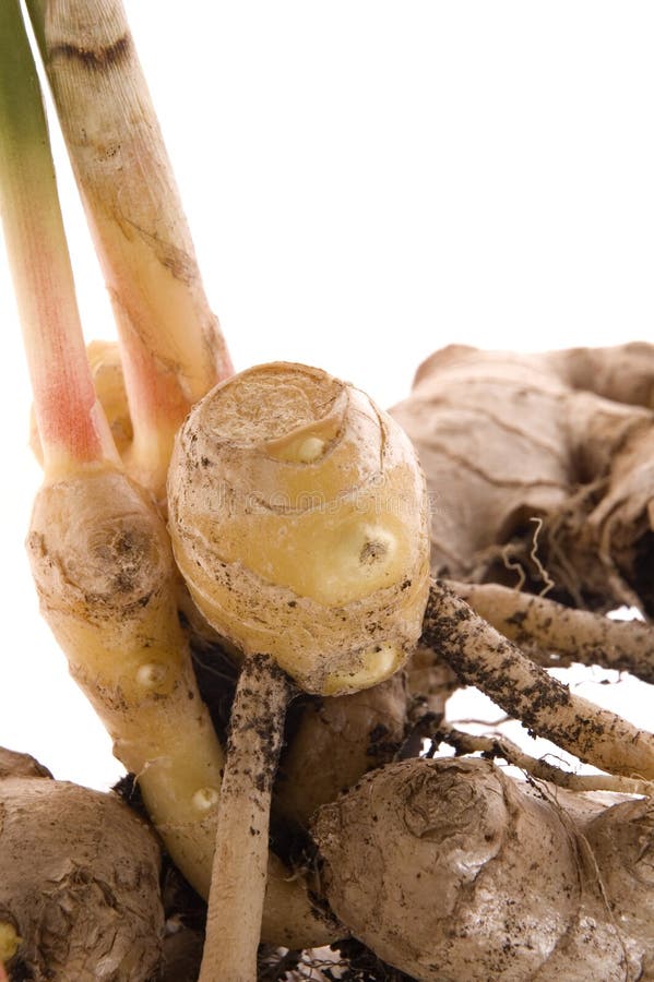 Fresh ginger root. plant stock image. Image of cook, health 3982771