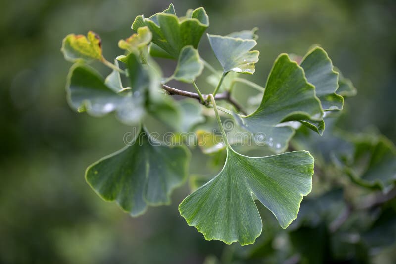 Gingko Leaves Falling Under Gingko Tree in Autumn Stock Image Image