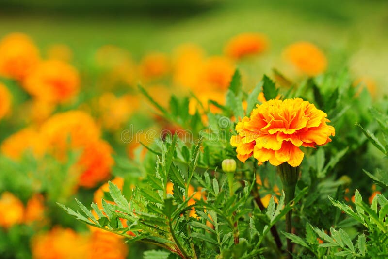 Fresh Gold Marigolds Flower in the Garden Stock Image Image of beauty