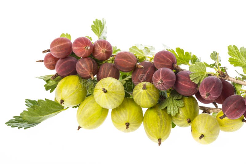 Fresh Gooseberries Close Up Stock Photo Image of vegetarian