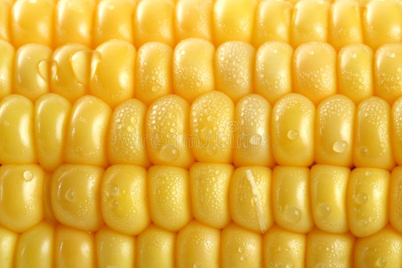 Fresh grains of corn and dew