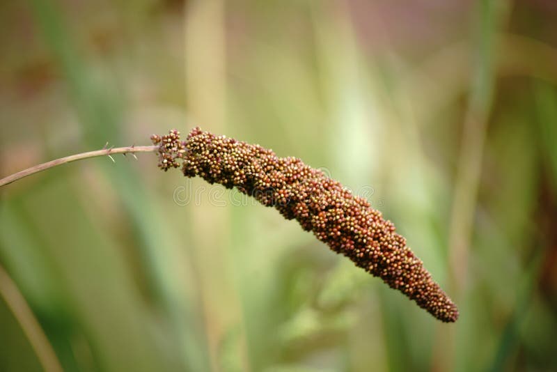 3,182 Millet Fruit Stock Photos Free & RoyaltyFree Stock Photos from