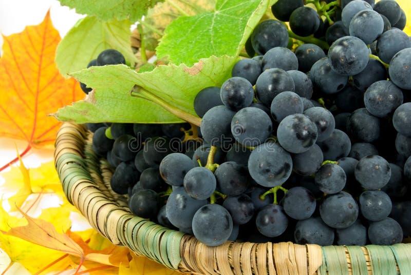 Fresh grapes in a basket