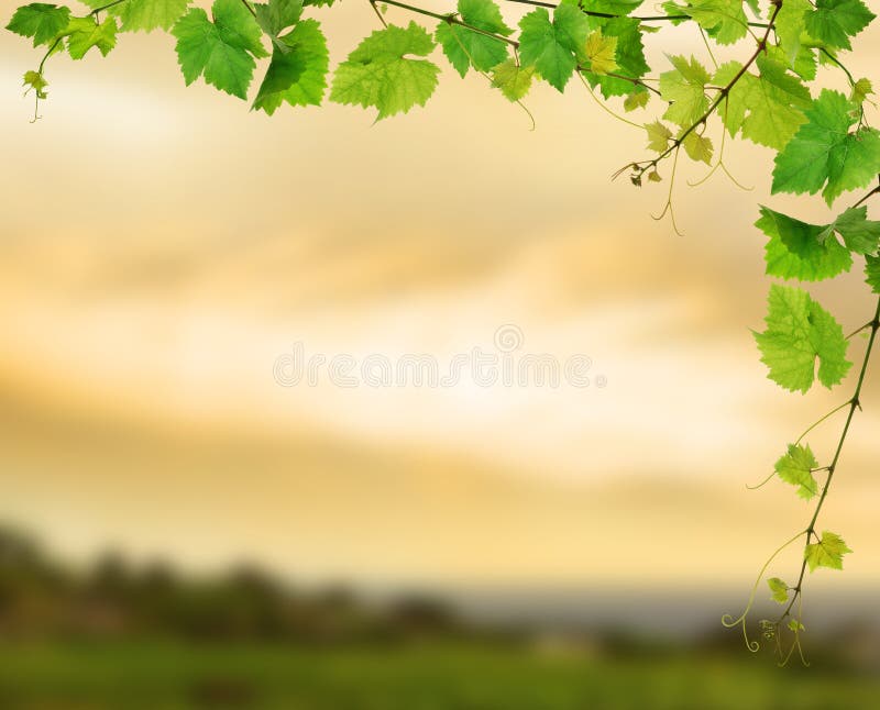 Fresh grapevine royalty free stock image Fresh grapevine royalty free stock image