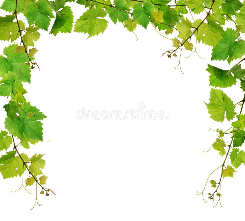 Fresh grapevine border stock photo Fresh grapevine border stock photo