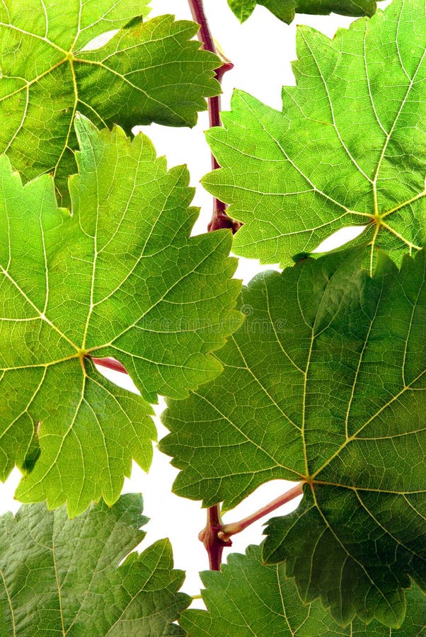 Fresh grapevine in detail royalty free stock photos Fresh grapevine in detail royalty free stock photos