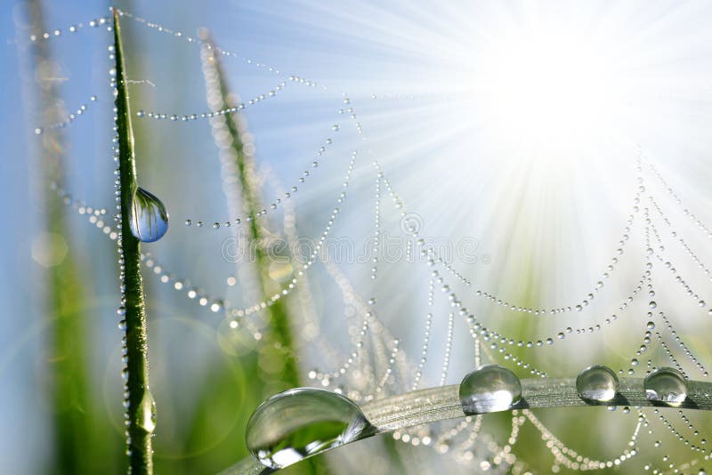 Fresh grass with dew drops and spider web closeup. Nature Background