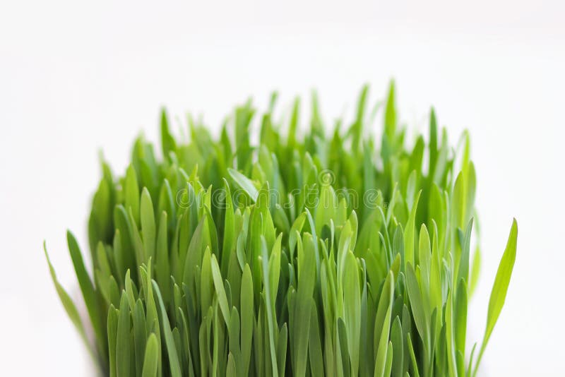 Fresh grass isolated on white background. Green border. Spring leaves. royalty free stock photography Fresh grass isolated on white background. Green border. Spring leaves. royalty free stock photography