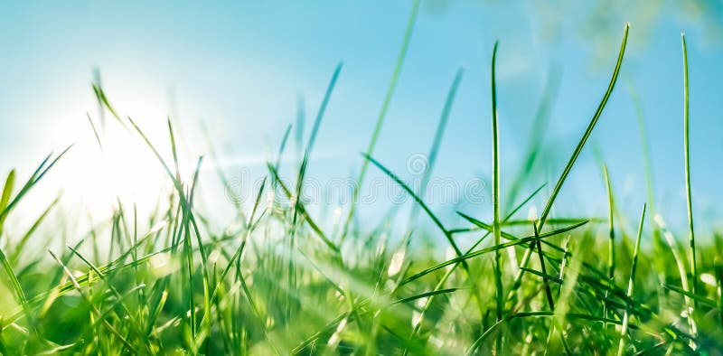 Earth landscape, growth and natural environment concept - Fresh grass and sunny blue sky on a green field at sunrise, nature of countryside