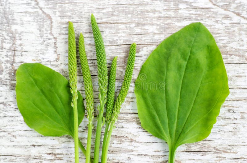 Fresh greater plantain psyllium leaves and spikes flowers on the white shabby wooden background. Herbarium, herbal medicine and