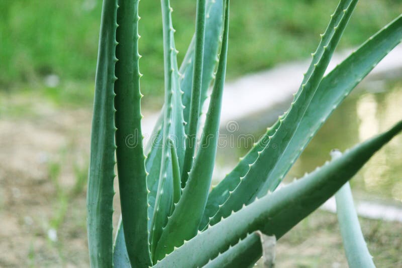 Fresh Green Aloe Vera Stock Image Image Of Herbal Health 108536135