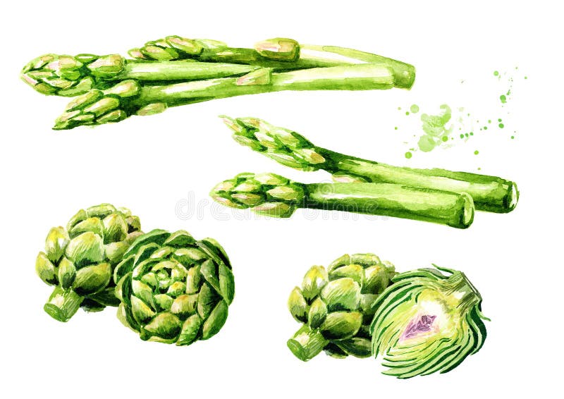 Fresh green asparagus and artichokes set. Watercolor hand drawn illustration, isolated on white background royalty free illustration Fresh green asparagus and artichokes set. Watercolor hand drawn illustration, isolated on white background royalty free illustration