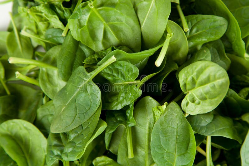 Baby spinach leaves stock image. Image of diet, leaf - 113350671