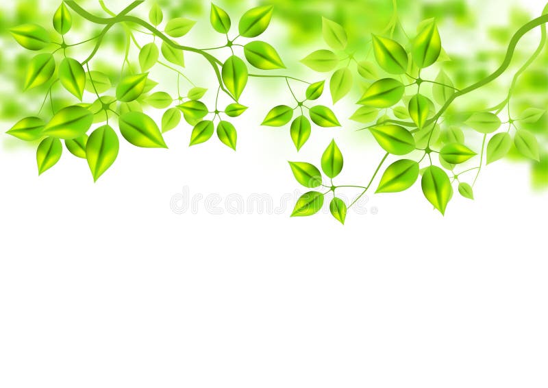 Fresh Green Background vector illustration