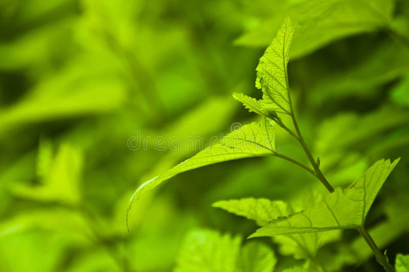 Fresh green background - spring nature