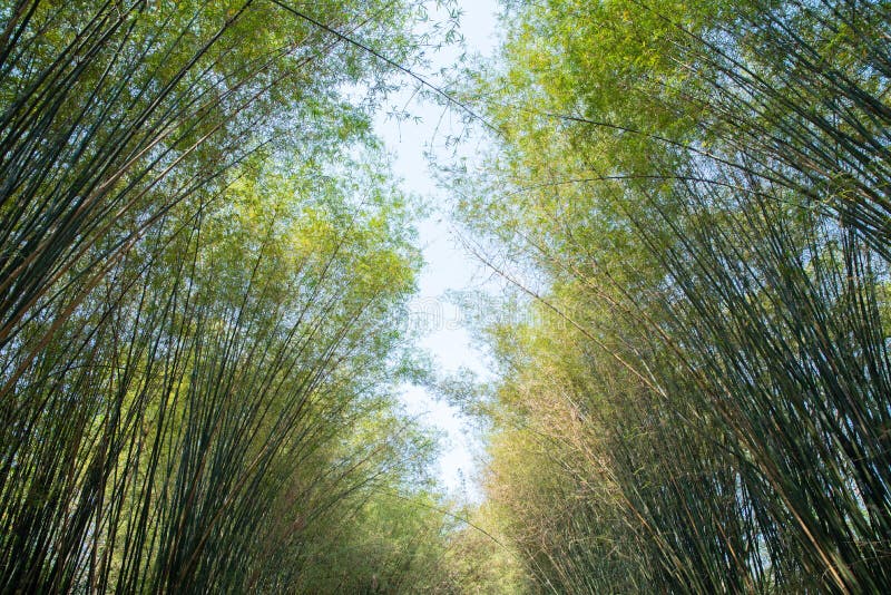 Green bamboo grove stock image. Image of bright, bush 34598167