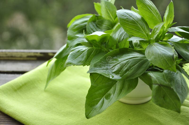 Fresh green basil stock image. Image of italian, fresh 27042027