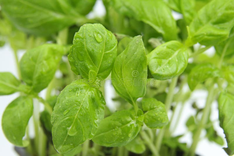 Fresh green basil stock image. Image of branch, health 30319119