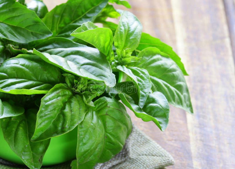 Fresh green basil stock photo. Image of leaf, healthy 105573592