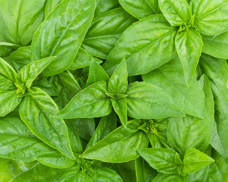Fresh green basil leaves stock image. Image of organic 32647527
