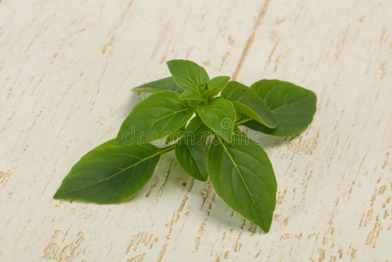 Fresh Green Basil Leaves for Cooking Stock Photo Image of spice