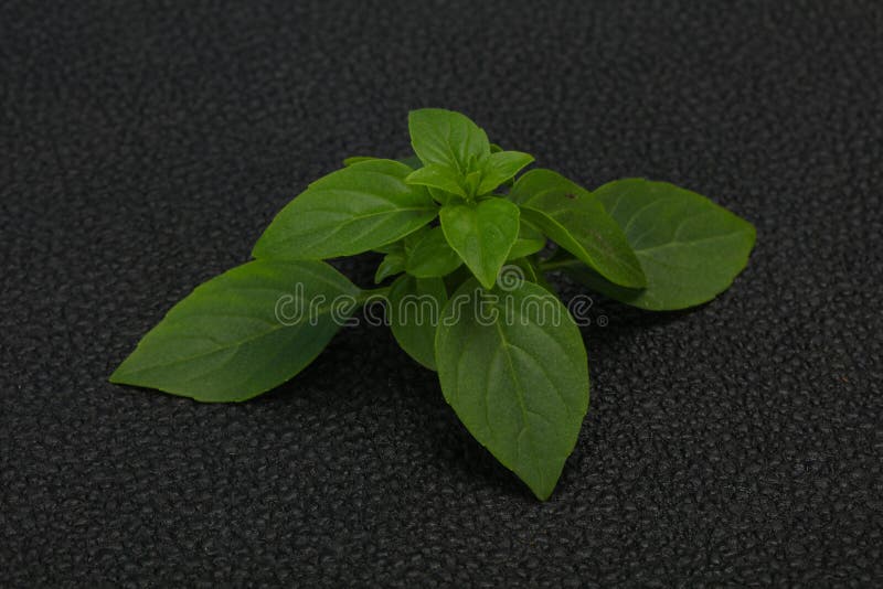 Fresh Green Basil Leaves for Cooking Stock Photo Image of basil