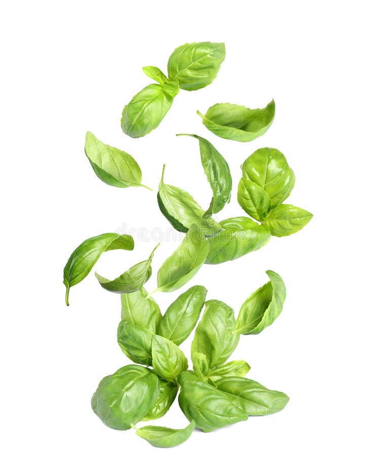 Fresh Green Basil Leaves Falling on White Background Stock Photo