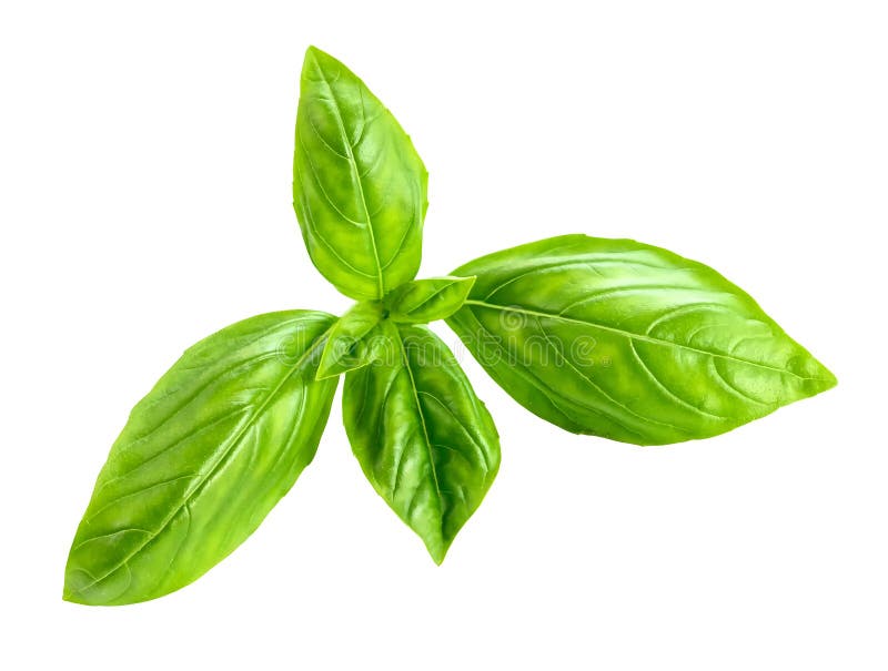 Fresh Green Basil Leaves Isolated on White Background Stock Image