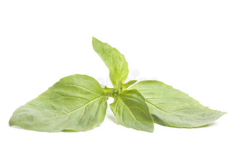 Fresh Green Basil Leaves Isolated on White Background. Stock Photo Image of dish