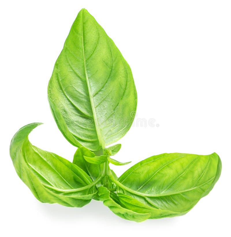 Fresh Green Basil Leaves Isolated on White Background, Top View. Basil