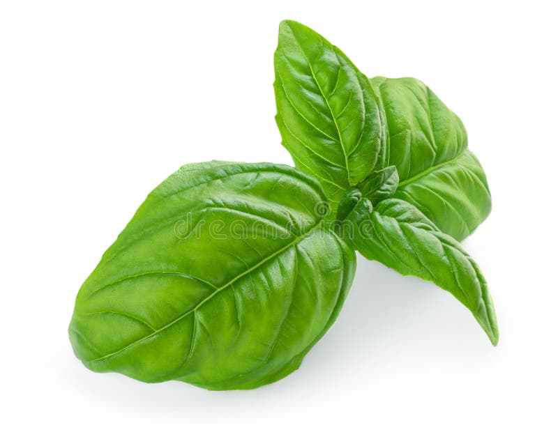 Fresh Green Basil Leaves Isolated on White Background, Top View. Basil