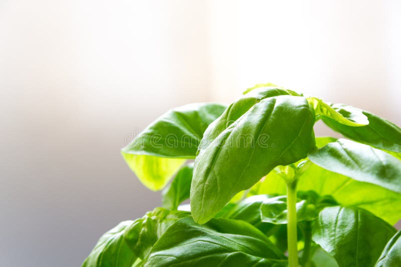 Fresh green basil leaves stock image. Image of healthy 51942733
