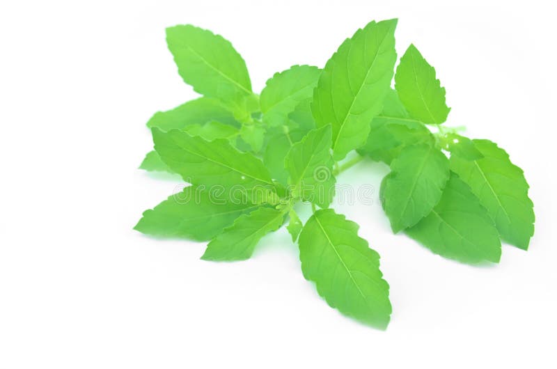 Fresh green basil leaves. stock photo. Image of basil 104373808