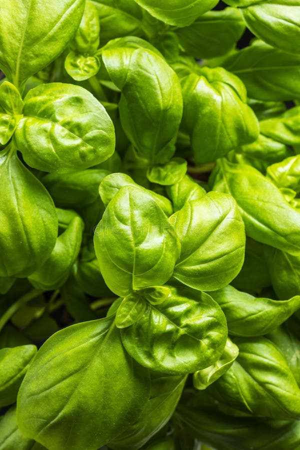Fresh green basil leaves stock photo. Image of natural 181725490